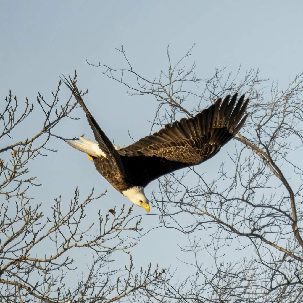 Tom Fisk - Bald eagle flying over winter branches in a clear blue sky at Reads Landing, Minnesota.