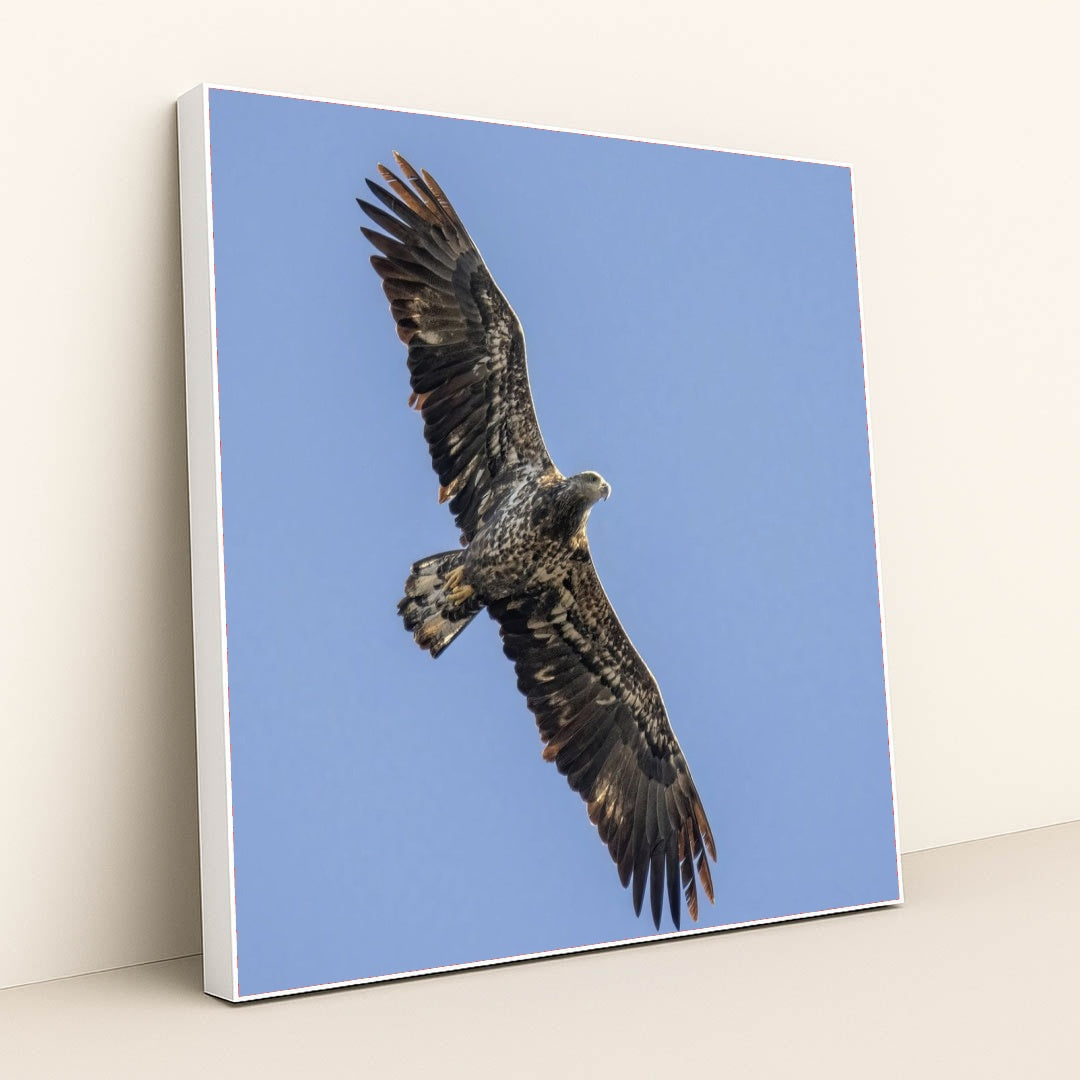 7090327420963 - Product Image