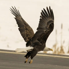 Tom Fisk - A bald eagle with spread wings takes flight over a snowy landscape, epitomizing freedom and grace.