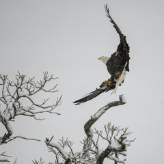 Tom Fisk - A stunning bald eagle gracefully lands on a snow-covered tree branch in Minnesota's winter landscape.