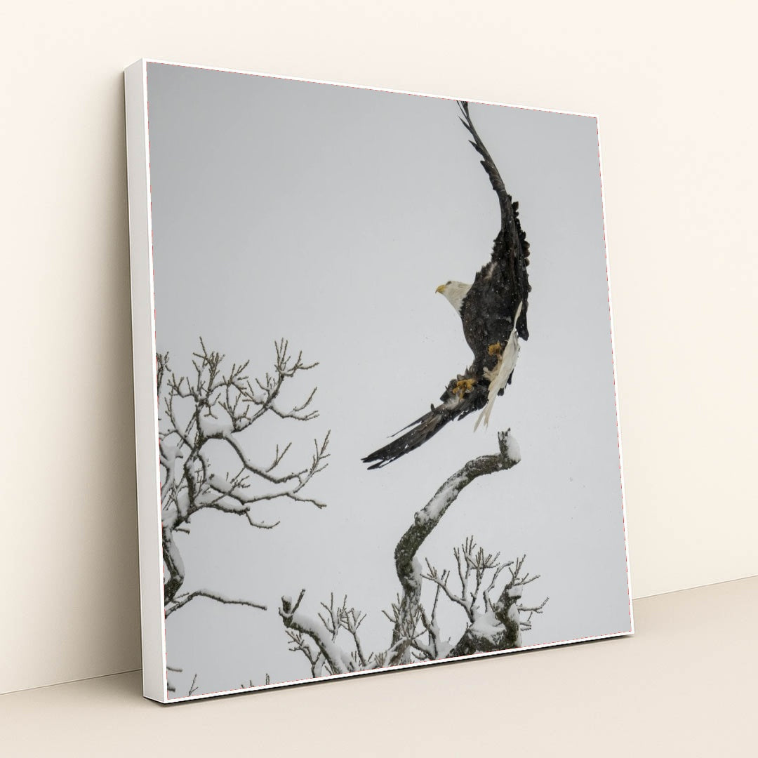 7090332500003 - Product Image