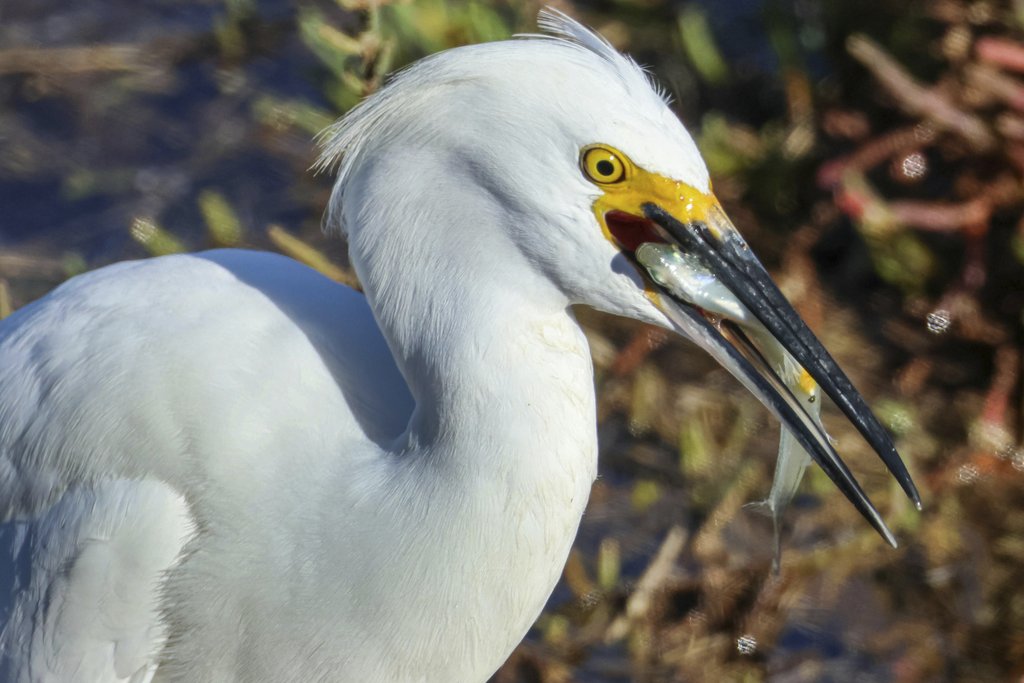 Ant Armada - A beautiful snowy egret catching fish in a natural setting, showcasing its elegance and hunting skills.