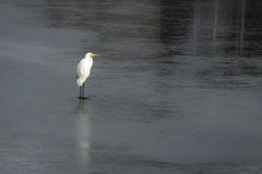 Gundula Vogel - A great white egret stands gracefully on a frozen lake, showcasing serene winter beauty.