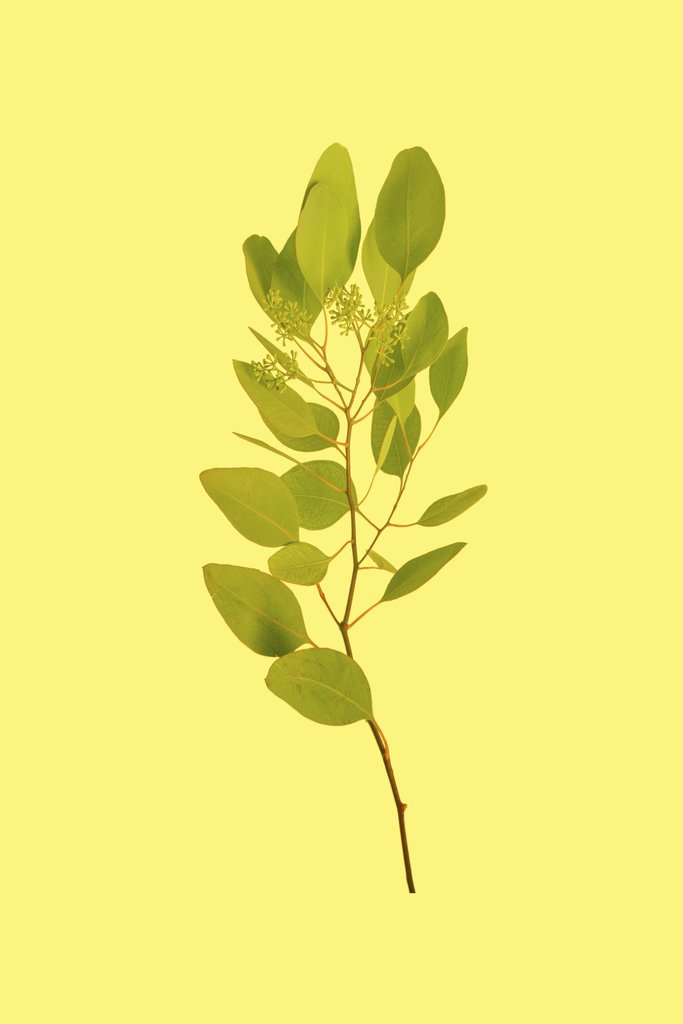 Allec Gomes - A fresh sprig of eucalyptus leaves isolated on a vibrant yellow background, emphasizing nature's simplicity.