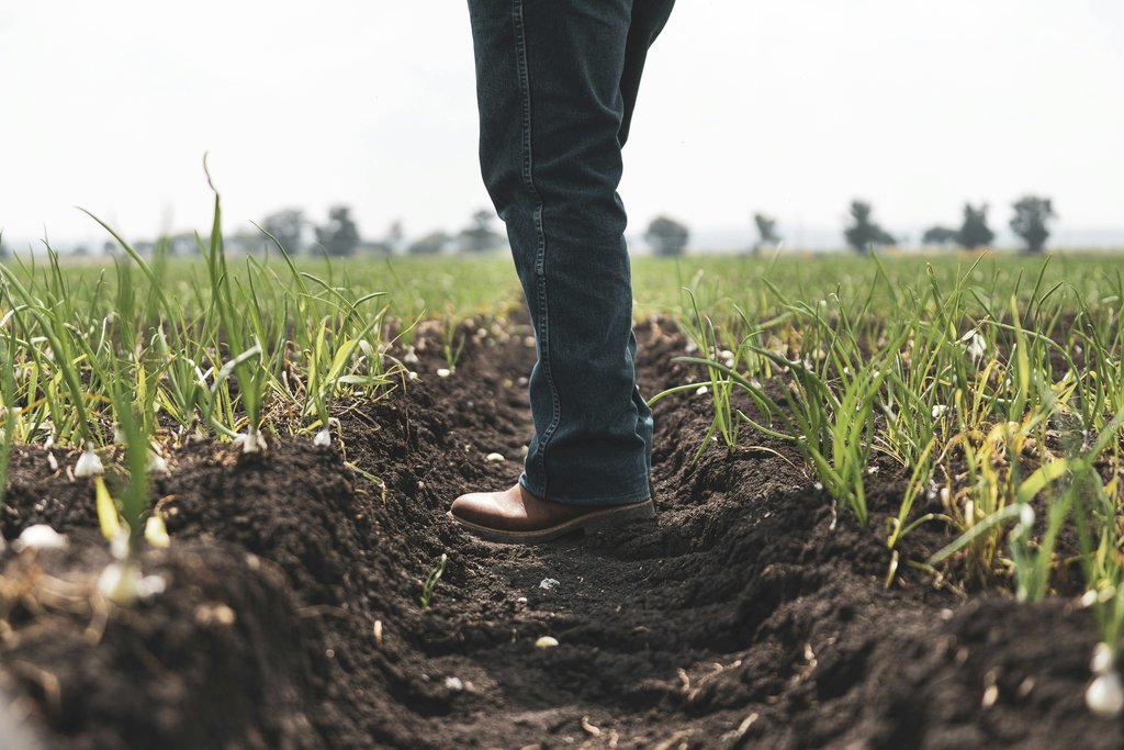 Los Muertos Crew - A person stands in a lush agricultural field during the day.