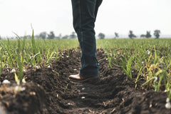 Los Muertos Crew - A person stands in a lush agricultural field during the day.