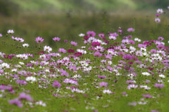 대정 김 - Explore a colorful field of pink and white wildflowers blossoming beautifully under the spring sun.