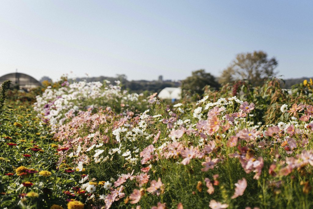 furkanfdemir - Vibrant meadow filled with colorful wildflowers basking in the sunlight.