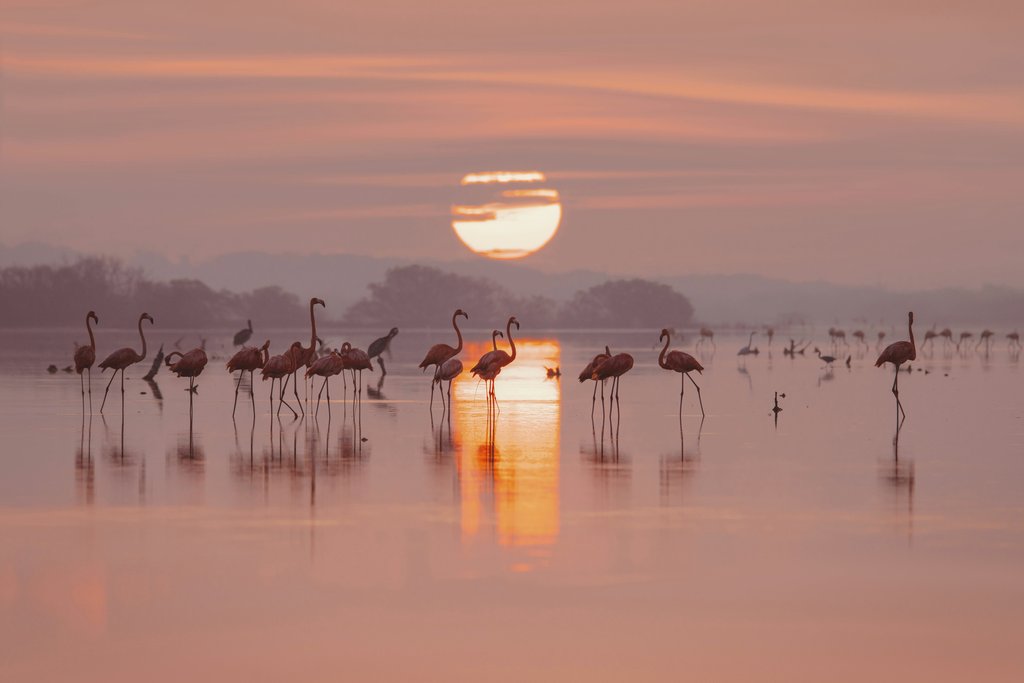 Trip in Mexico - A serene view of flamingos wading at sunset reflected in water, Progreso, Mexico.