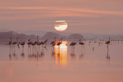Trip in Mexico - A serene view of flamingos wading at sunset reflected in water, Progreso, Mexico.