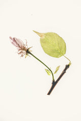 二牛 万 - Artistic still life of a delicate flower and leaf on a white background, showcasing nature's intricate beauty.