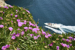 Engin Akyurt - Colorful spring flowers bloom on a cliff in Antalya, Turkey, with a boat gliding through the blue sea below.