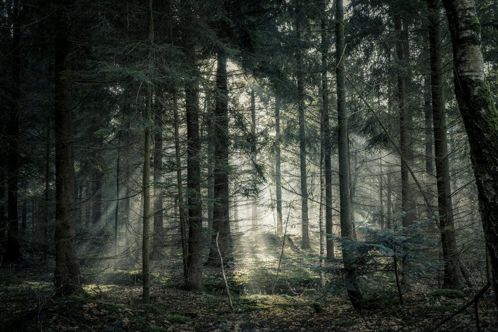 Lukas Hartmann - Tranquil forest scene with sunlight streaming through dense trees, creating a peaceful atmosphere.