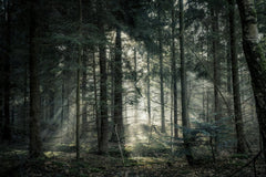 Lukas Hartmann - Tranquil forest scene with sunlight streaming through dense trees, creating a peaceful atmosphere.