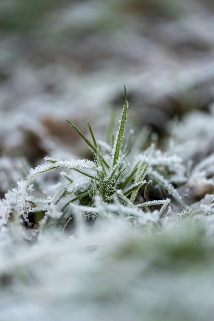 Robert Schwarz - Close Up Of Frosted Grass Blades In Winter