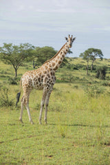 Muwanguzi Isaac - GIRAFFES IN MURCHISON FALLS NATIONAL PARK