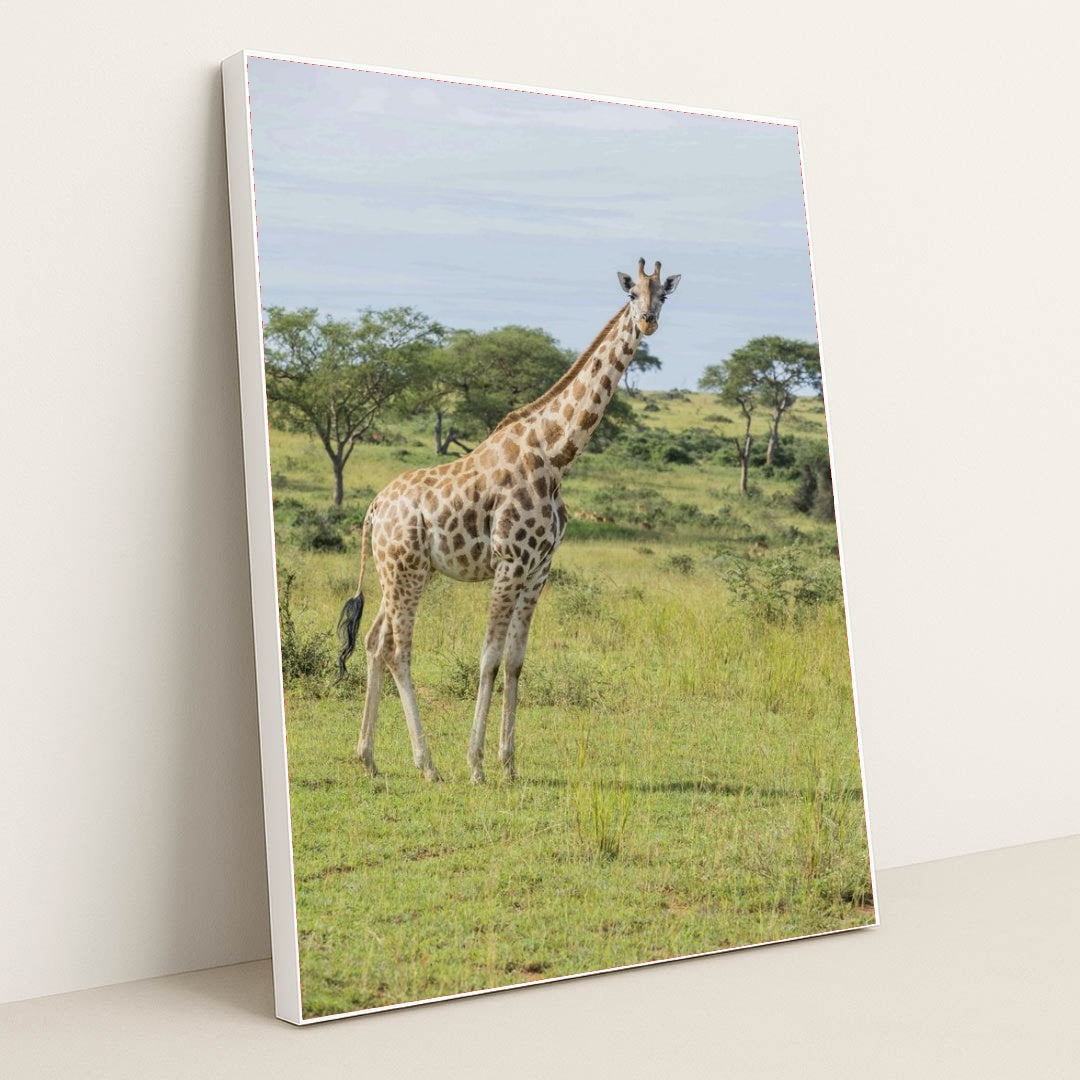 7090350653475 - Product Image