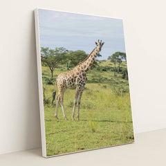 7090350653475 - Product Image