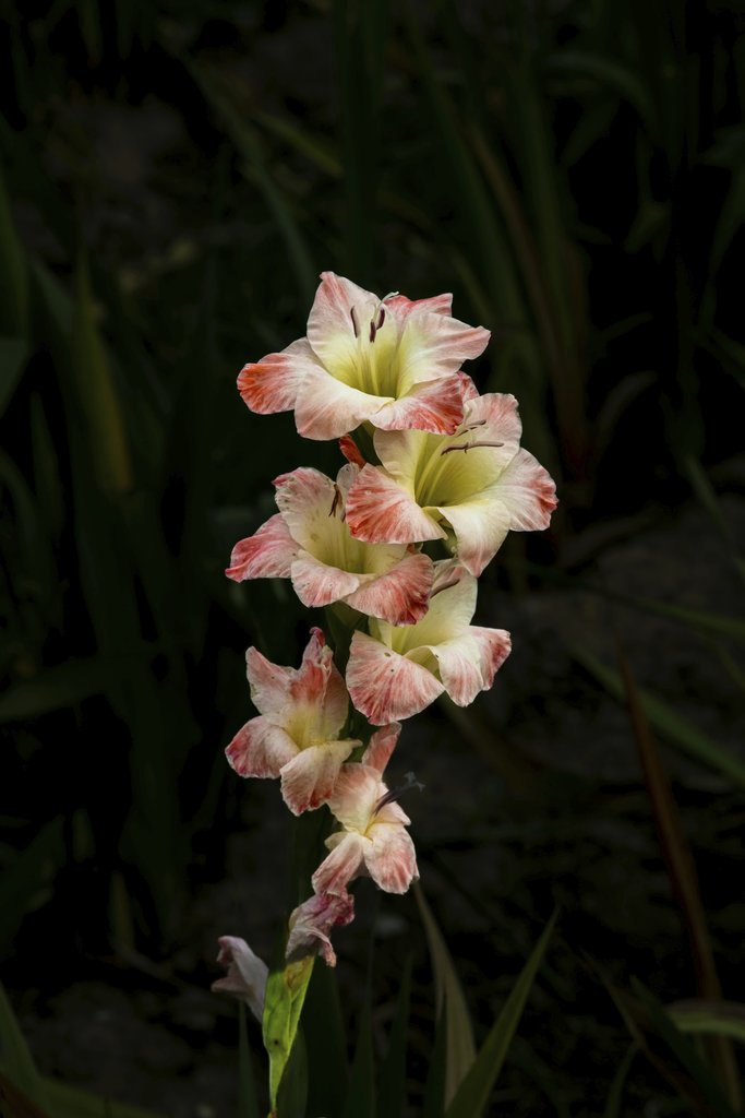 Siegfried Poepperl - Close-up of a pink gladiolus flower blooming in a garden, showcasing delicate petals.