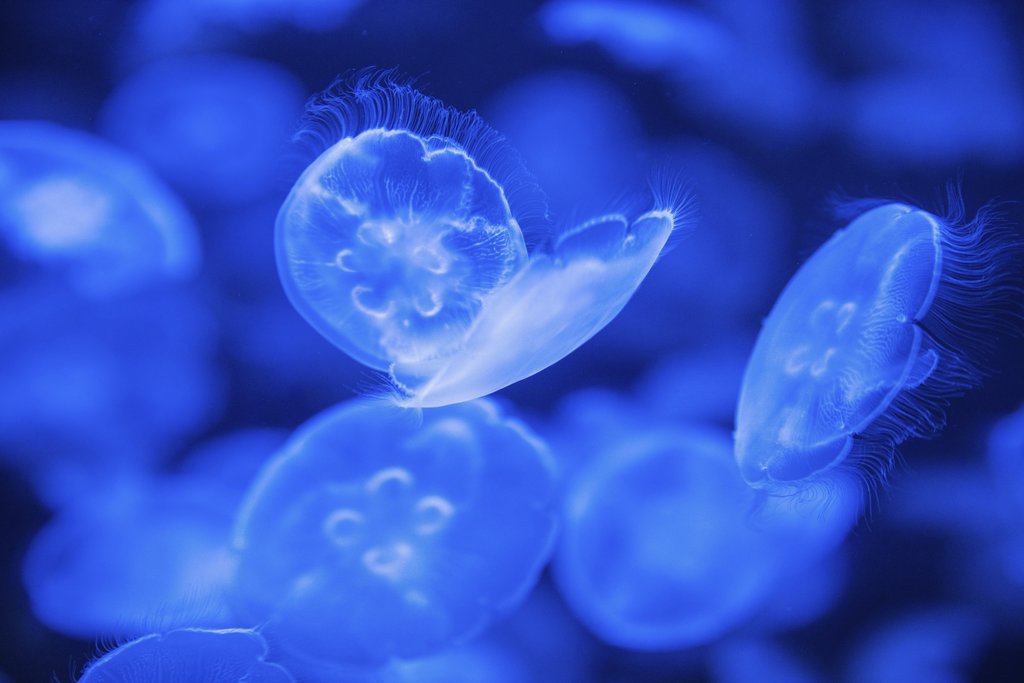 Vlad Vasnetsov - Mesmerizing translucent jellyfish swimming in a vibrant blue aquarium setting.