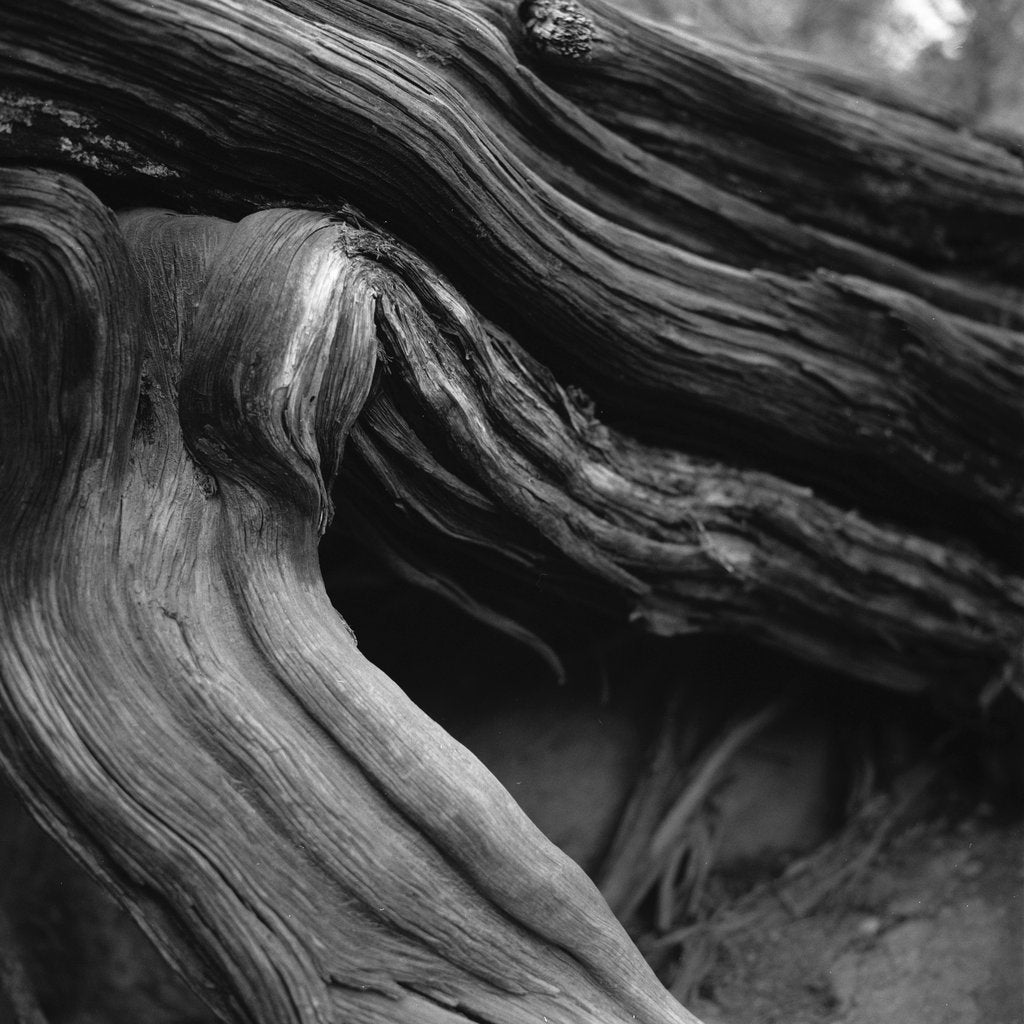 Alfo Medeiros - A dramatic black and white close-up of twisted tree roots, showcasing natural textures.