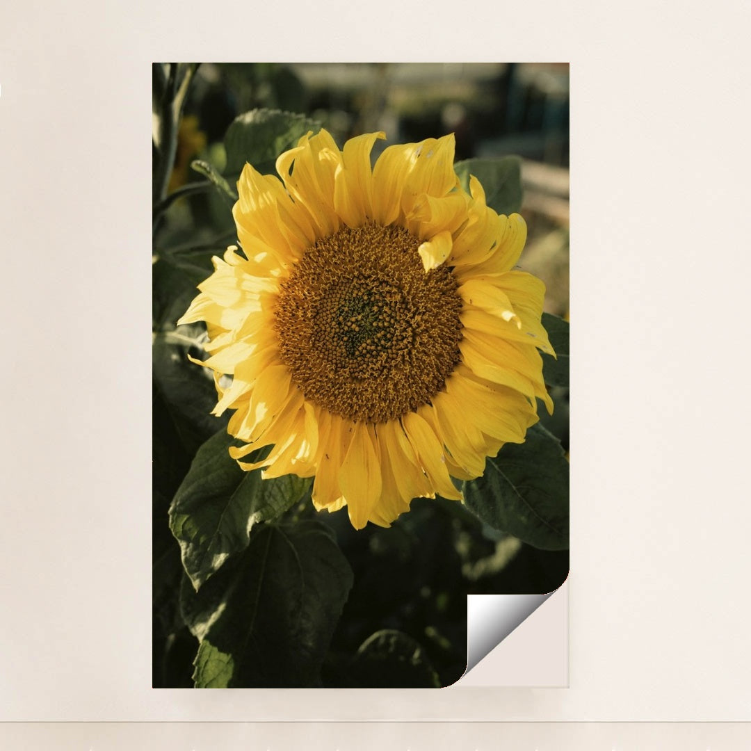 7090298454051 - Product Image