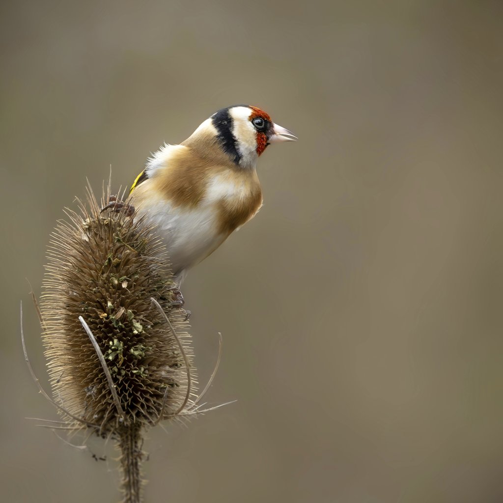 Mark A Jenkins - A vibrant European Goldfinch perched on a weed, captured in nature.