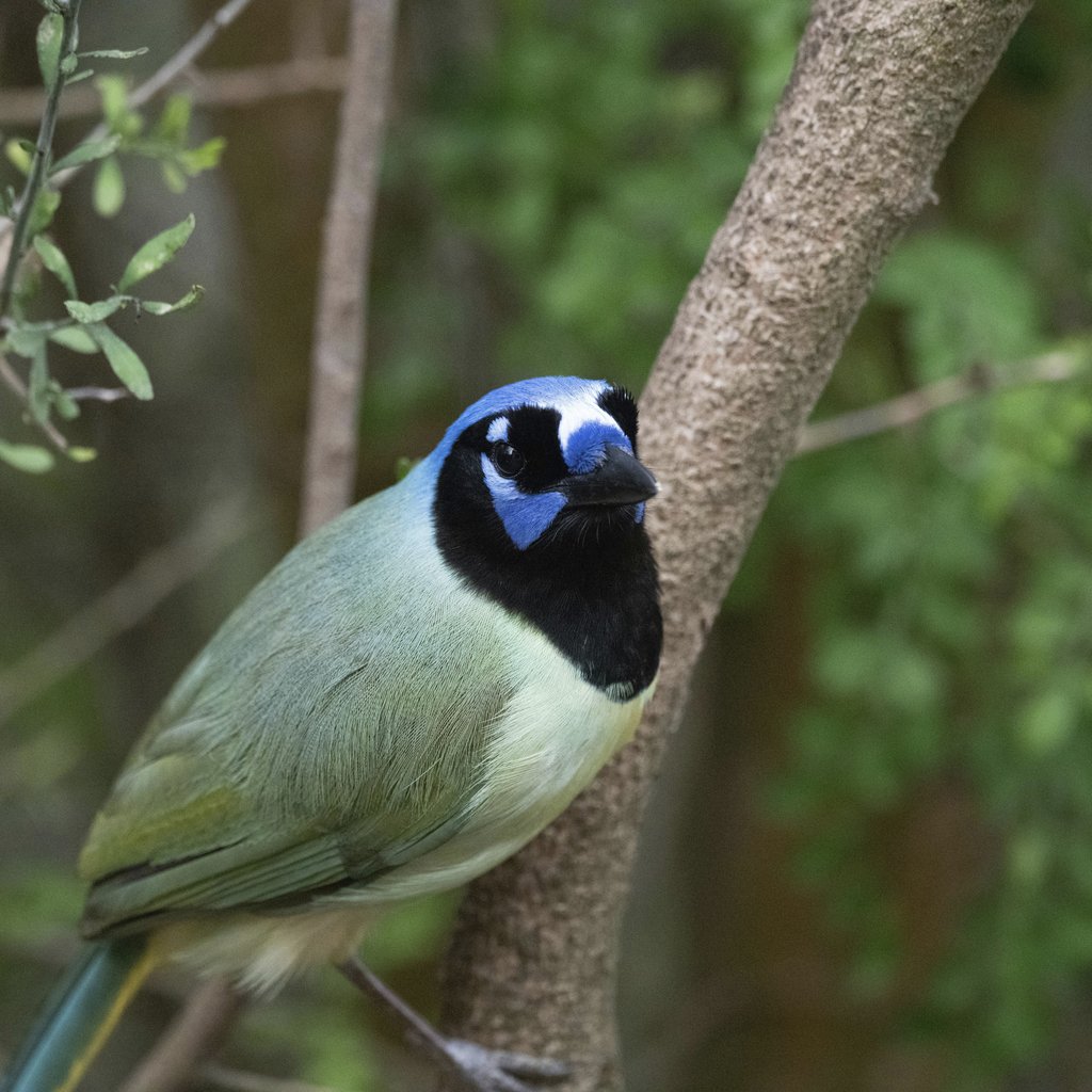 Yufan Jiang - A colorful green jay sits on a branch, showcasing its vibrant plumage in a natural setting.