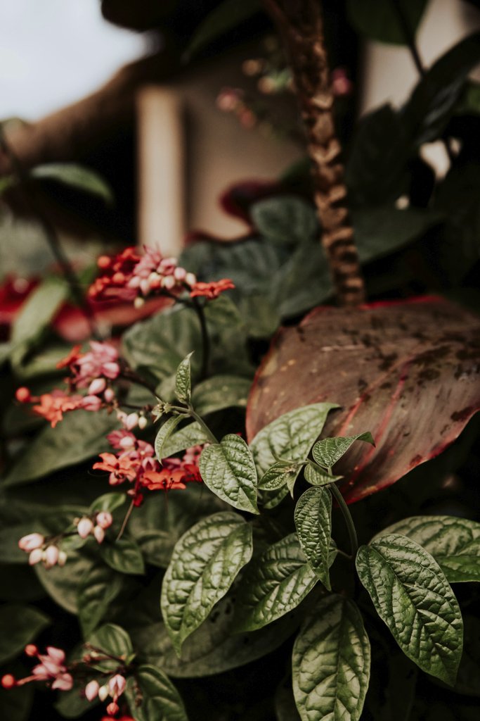 Alesia Kozik - Lush tropical plants with blooming flowers in a Bali garden setting.