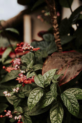 Alesia Kozik - Lush tropical plants with blooming flowers in a Bali garden setting.