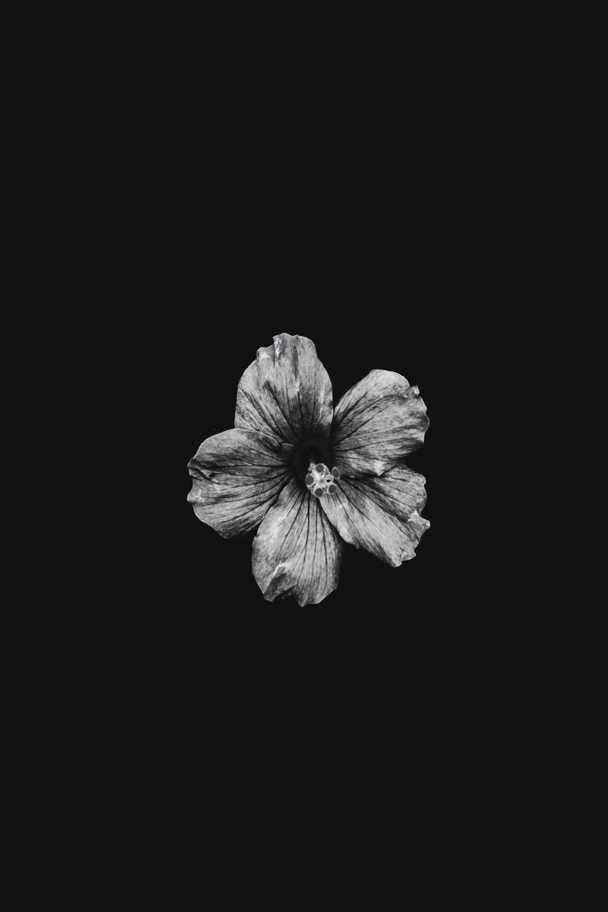 FA FO - Striking black and white photo of a hibiscus flower centered on a dark background, highlighting its delicate petals.