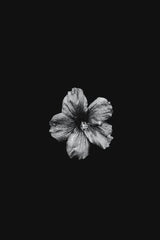 FA FO - Striking black and white photo of a hibiscus flower centered on a dark background, highlighting its delicate petals.