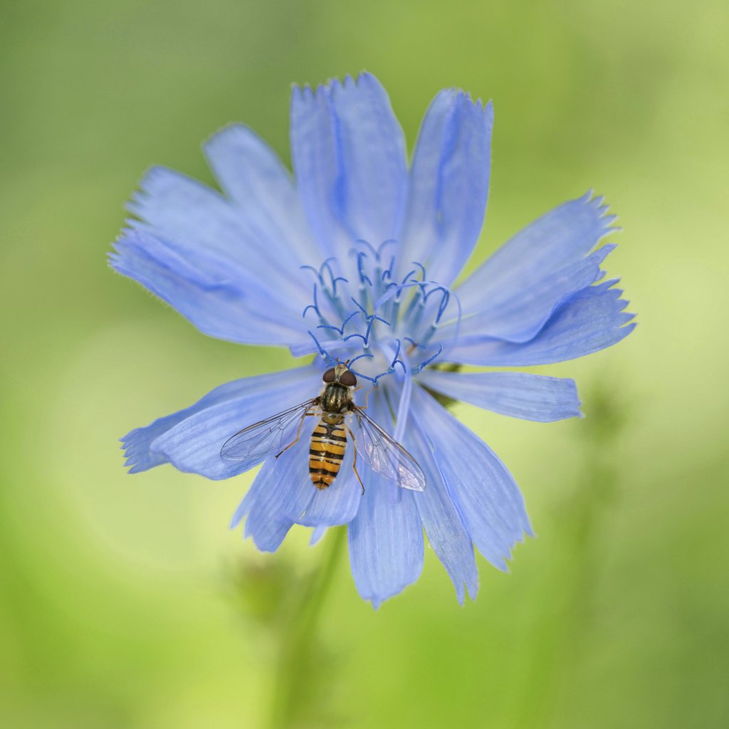 Tim Heckmann - Marmalade hoverfly resting on a delicate blue chicory flower in natural setting.