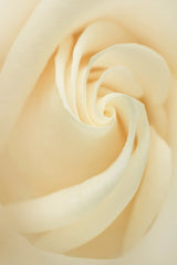 Skyler Ewing - Discover the delicate elegance of a white rose with its soft, swirling petals in a serene close-up shot.