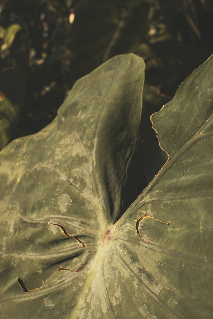 Luci - A detailed look at a sunlit tropical leaf showcasing its natural textures and earthy tones.