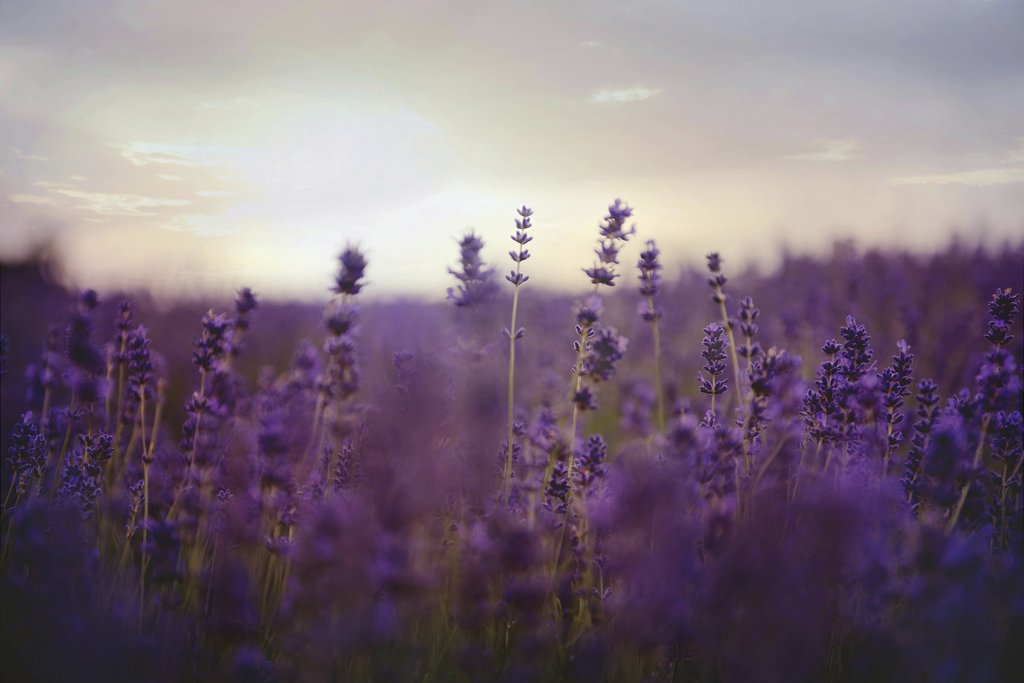 Kelly Rabie - Stunning purple lavender field at twilight, capturing nature's beauty and tranquility.