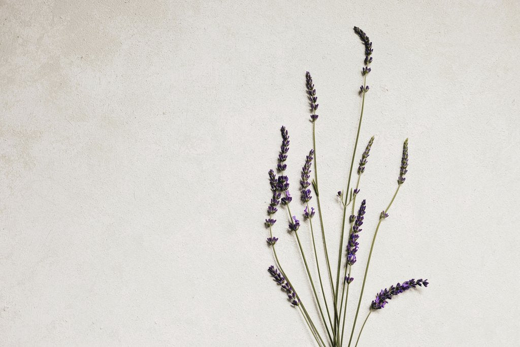 Lisett Kruusimäe - Elegant lavender stems against a neutral background, perfect for floral-themed designs.