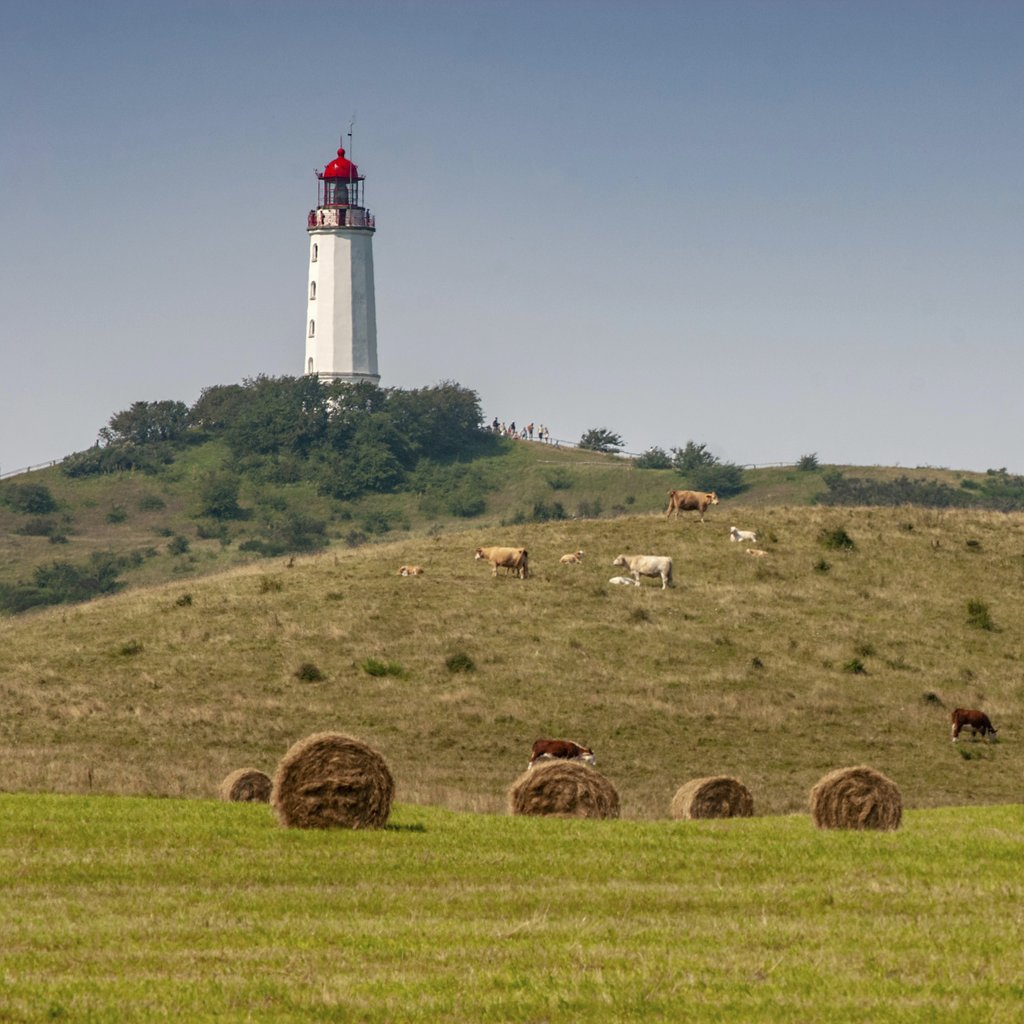 Karl Knips - A picturesque scene of a lighthouse surrounded by cows and hay bales on Hiddensee Island.