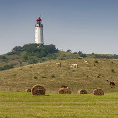 Karl Knips - A picturesque scene of a lighthouse surrounded by cows and hay bales on Hiddensee Island.