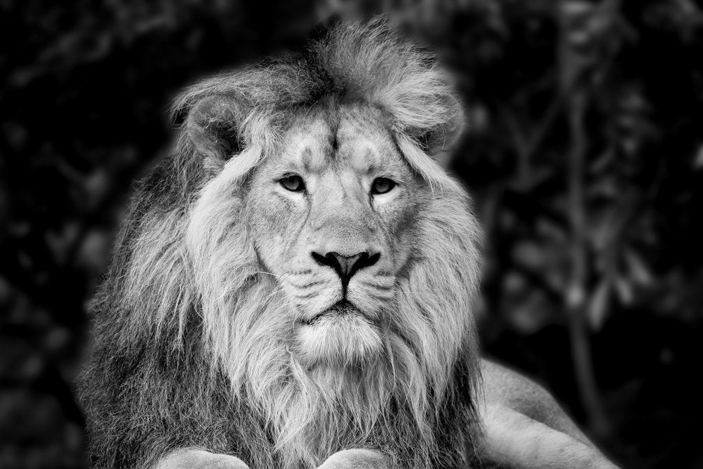 Stock Photos - Beautiful black and white portrait of Asiatic Lion Panthera Leo Persica