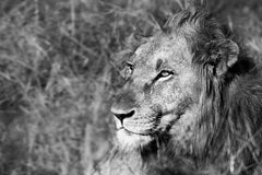 Stock Photos - Black and white photo of a wild African lion, game drive wildlife safari, wild animal portrait, eco travel and tourism, nature of South Africa