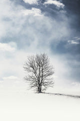 Todd Trapani - A lone tree stands in a serene snowy field under a cloudy winter sky.