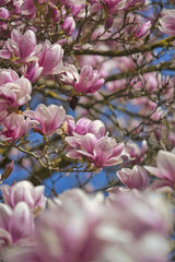Sergio Zhukov - Beautiful pink magnolia blossoms in full bloom against a clear blue sky.