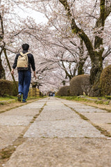 Balazs Simon - A man strolls along a path under blooming cherry blossom trees, showcasing the beauty of spring.