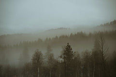 Frank Cone - Free stock photo of fog, forest, winter