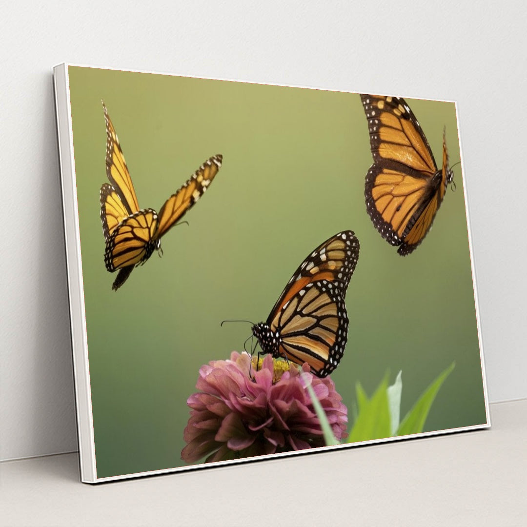 7090296651811 - Product Image