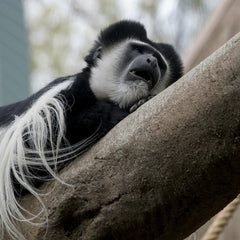 Mike Kit - Black-and-white colobus monkey relaxing on a tree in a zoo setting.