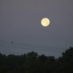 Tom Fisk - A full moon illuminates the night sky above treetops and power lines in Minnesota.