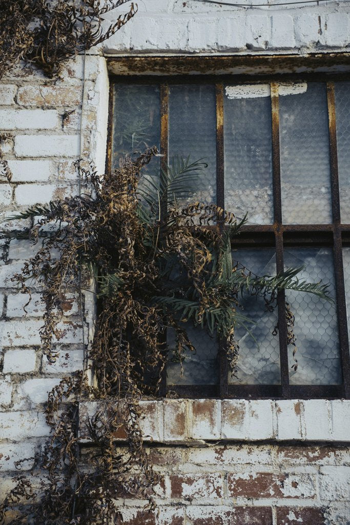 Connor McManus - Abandoned building window surrounded by old bricks and overgrown plants, evoking history and decay.