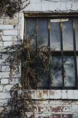 Connor McManus - Abandoned building window surrounded by old bricks and overgrown plants, evoking history and decay.